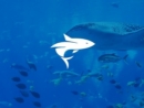 美丽的珊瑚鱼可爱的海豚海底动物logo设计案例赏析 
