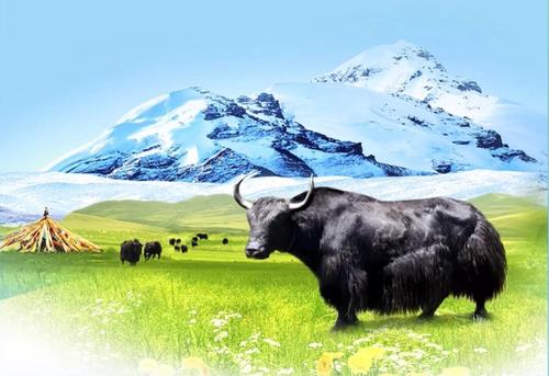 青藏高原牦牛特产包装盒该怎么设计 