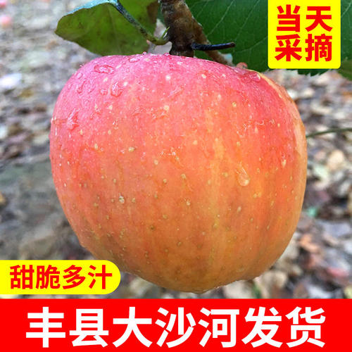 丰县红富士苹果特产包装盒该怎么设计 
