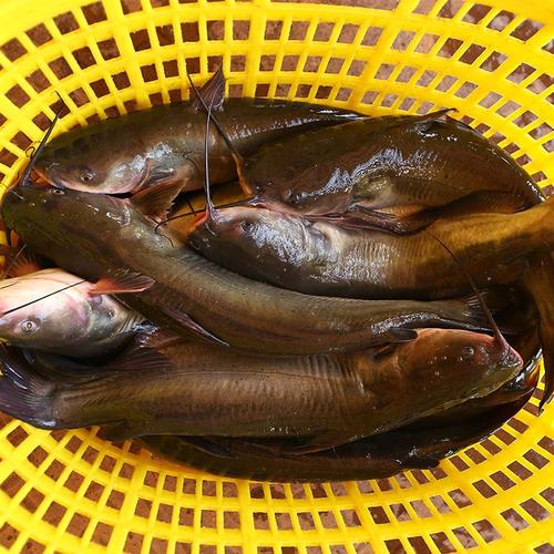 洪泽湖鮰鱼特产包装盒该怎么设计 