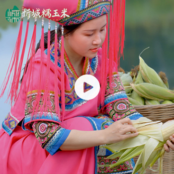 忻城糯玉米宣傳片
