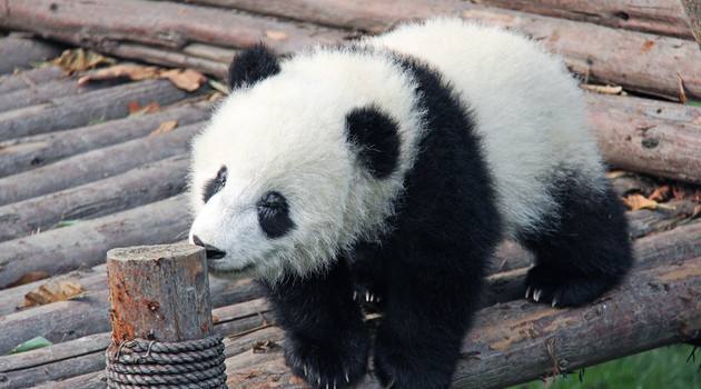 成都熊猫基地面向全球征集LOGO 