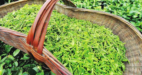 张一元品牌宣传标语：一杯清茶，品位春天的味道