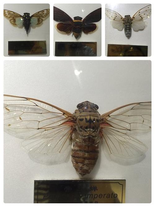 中国科学院上海昆虫博物馆LOGO设计理念 