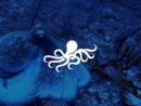 美丽的珊瑚鱼可爱的海豚海底动物logo设计案例赏析