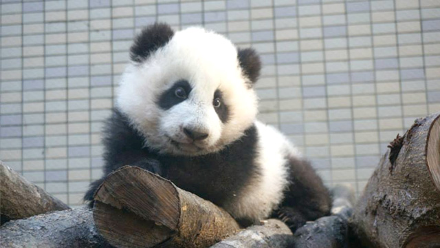 土耳其籃球聯合會LOGO 土耳其籃球聯合會LOGO