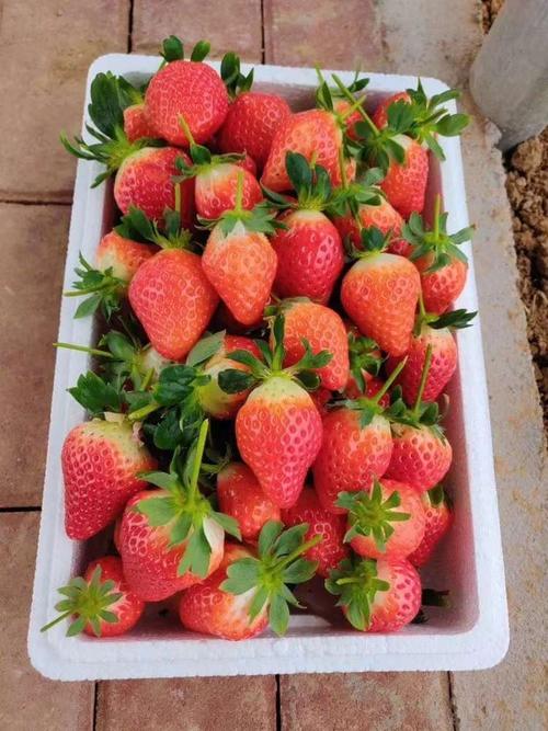 砖埠草莓特产包装盒该怎么设计