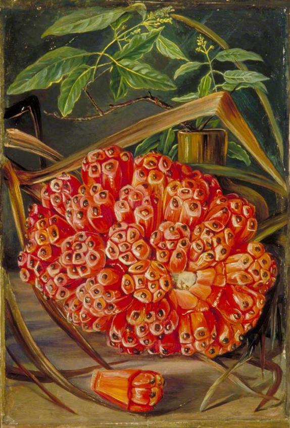 《成熟的旋叶松果和一枝檀香木》-玛丽安娜·诺斯创作