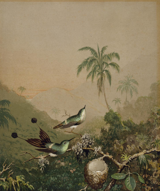 《巴西蜂鸟 II》-马丁·约翰逊·赫德创作