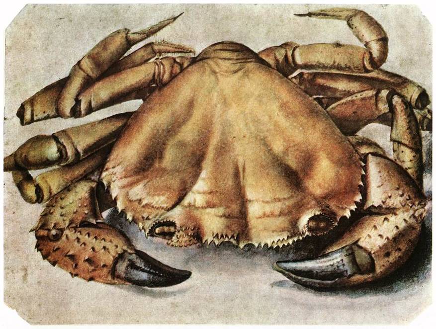 《螃蟹》-阿尔布雷希特·丢勒创作