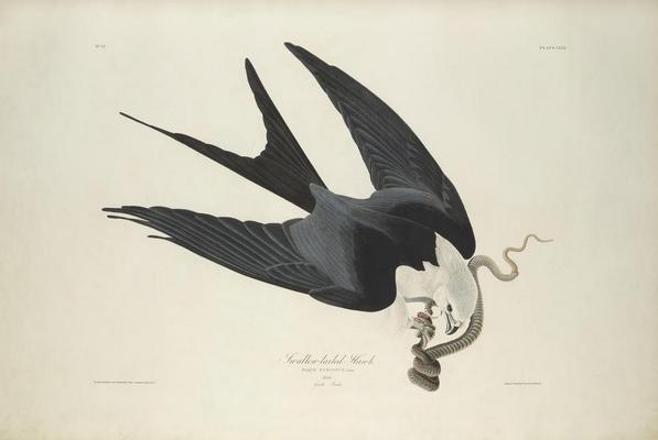 《燕子尾鹰，来自美国鸟类》作品赏析