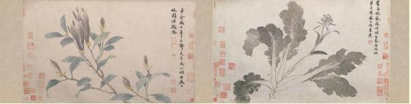 《辛夷墨菜圖卷》作品賞析