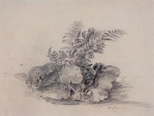 《蕨葉和牛蒡》作品賞析
