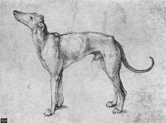 《灰獵犬》作品賞析